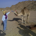給駱駝喝水