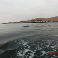 海豚伴隨氣艇前進