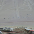 帕拉卡斯蠋台飛行的鳥群
