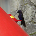 蜂鳥吸食蜜水