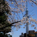 隅田川左岸櫻花與晴空塔