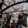 隅田川公園櫻花正盛開