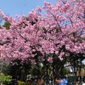 上野恩賜公園的紅櫻花