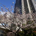 東京都廳內櫻花正盛開