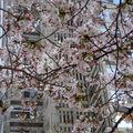 東京都廳的櫻花