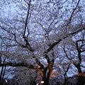 千鳥之淵綠道的百年老櫻花夜景