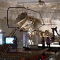 古生物館的恐龍化石