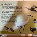 龍鑾潭水域鳥類現況圖