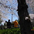 隅田川公園左岸的櫻花