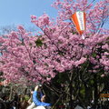 東京上野恩賜公園的紅櫻花