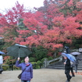 大雨中的清水寺楓紅