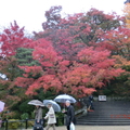 大雨中的清水寺楓紅
