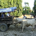 坐牛車到塔魯族村落