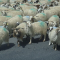 祈連山的羊群