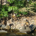 尼加拉瓜湖的猴子
