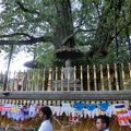 佛寺旁千年菩提樹