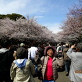 恩賜公園櫻花滿開