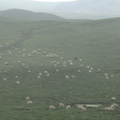 祈連山上放牧的羊群