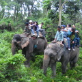 大象載客在森林中漫步