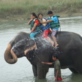 大象在河中洗澡