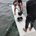 船員下海採集到一桶海膽