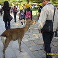 奈良公園的鹿子不怕人