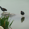 2012.1.8 生態池 紅面水雞