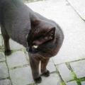 侯硐流浪貓之十二：我是黑貓，不做宅配服務，所以不要再對著我喊，快遞！
