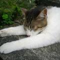 侯硐流浪貓之十三：伸展前肢，可不是渴求抱抱，只是換個舒服的姿勢睡個好覺，你可別自作多情才好。