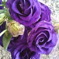 20120205紫玫瑰
