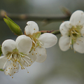 角板山公園