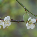 角板山公園