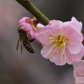 角板山公園