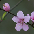 角板山公園