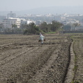 2013,01,17 11:58 G10 這邊稻田也擔一下，讓灌溉更好灌溉。