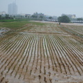 2013,07,13 12:29 102年旺農好米第一期收割後第九天，田頭還好，田尾淹了，雨持續的下。