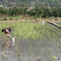 2013,01,16 15:51 甲仙品種成長第四十三天，芋頭農夫婦說再兩天就拔完了。