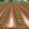 2013,05,11 12:52 日本品種地瓜成長第二十一天，拍攝前一天才翻土，當晚就下雨。