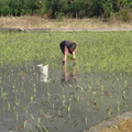 2013,01,16 15:50 甲仙品種成長第四十三天，芋頭農在拔秧苗，因為之前這塊田種稻子，所以長滿了秧苗，只好慢慢的手工拔秧苗。