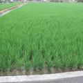103年稻作第一期成長第五十六天