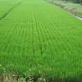 103年稻作第一期成長第七十一天