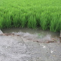103年稻作第一期成長第八十一天