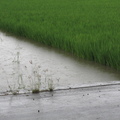 2014,05,20 13:28 103年海線斑馬農族旺農好米11號米第一期成長第八十一天，瞬間陣雨。
(快把去年照片補一補^^)