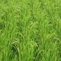 103年稻作第一期成長第九十六天