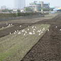 2013,01,25 11:46 G10 第二次翻土，乾田翻土，白鷺鷥覓食。