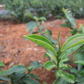 2013,03,31 16:58 師傅的茶葉少農藥耕種，當場發現蟲。