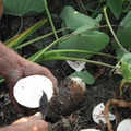2013,08,05 17:11 採收芋頭，爛的部份挖掉。