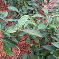 2013,03,31 16:57 師傅的茶葉少農藥耕種，所以有些被蟲吃到不長葉。
