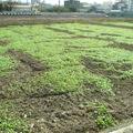 2012,01,09 11:57 FX50 油菜花成長第三十九天，鐵道旁稻田。