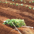 2013,04,02 15:45 地瓜藤放在一旁，等種植。